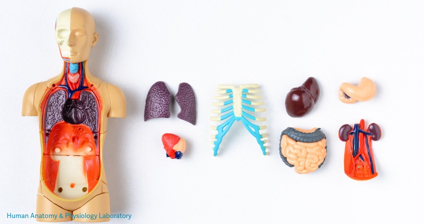 Human Anatomy & Physiology Laboratory
